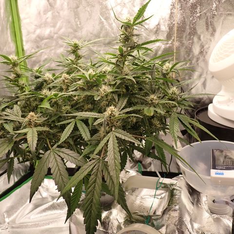 West Coast O.G. Auto growlog timeline photo