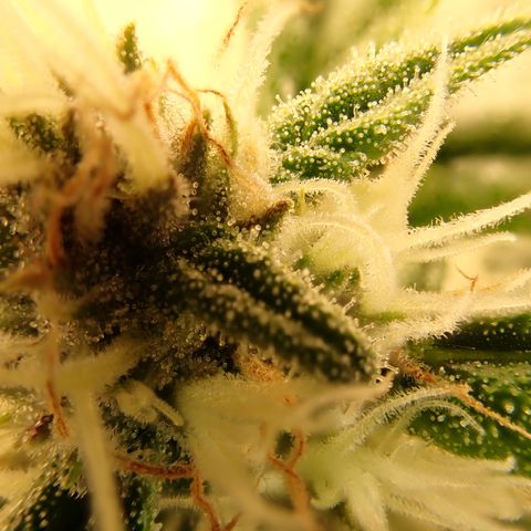 West Coast O.G. Auto growlog timeline photo