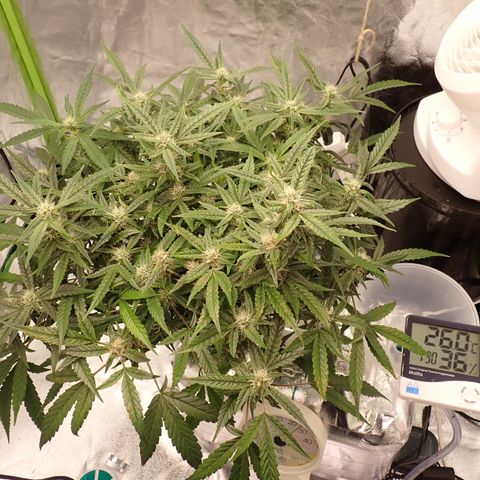 West Coast O.G. Auto growlog timeline photo