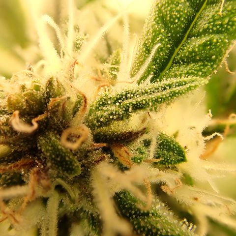 West Coast O.G. Auto growlog timeline photo
