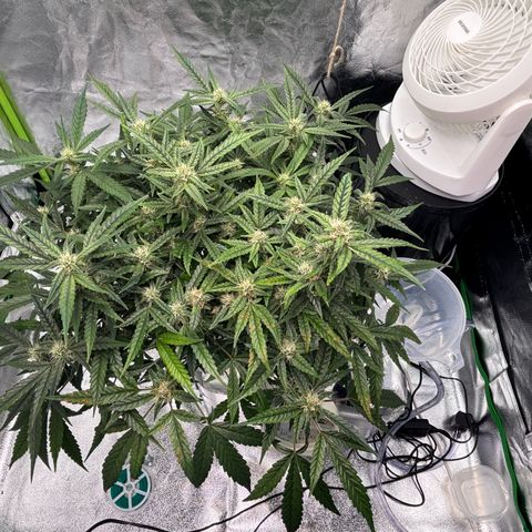 West Coast O.G. Auto growlog timeline photo