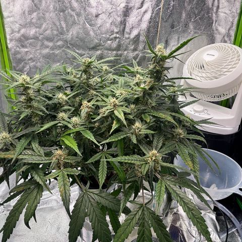 West Coast O.G. Auto growlog timeline photo