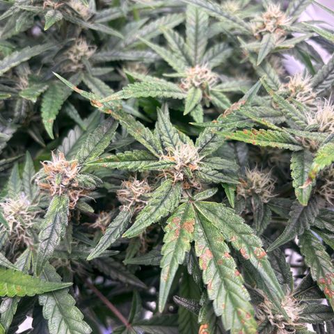 West Coast O.G. Auto growlog timeline photo