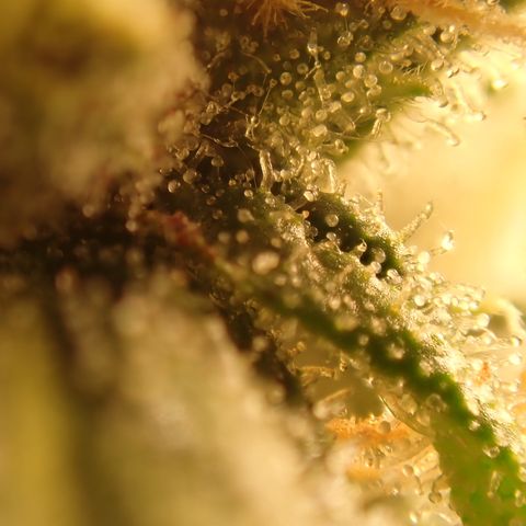 West Coast O.G. Auto growlog timeline photo