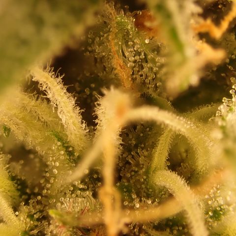 West Coast O.G. Auto growlog timeline photo
