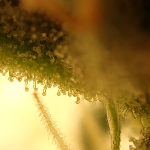 West Coast O.G. Auto growlog timeline photo