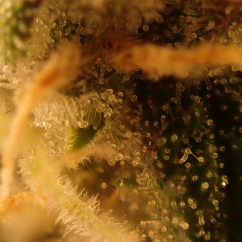 West Coast O.G. Auto growlog timeline photo