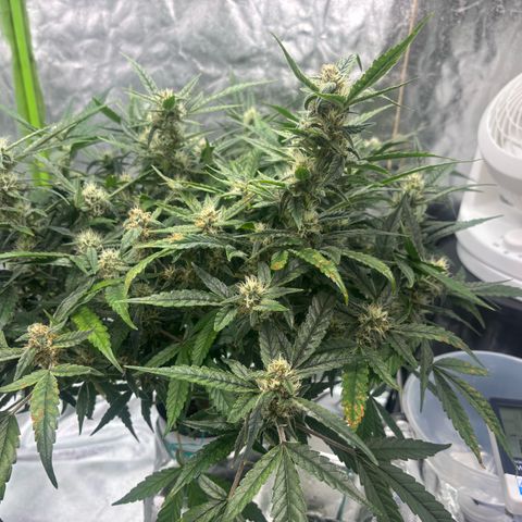 West Coast O.G. Auto growlog timeline photo