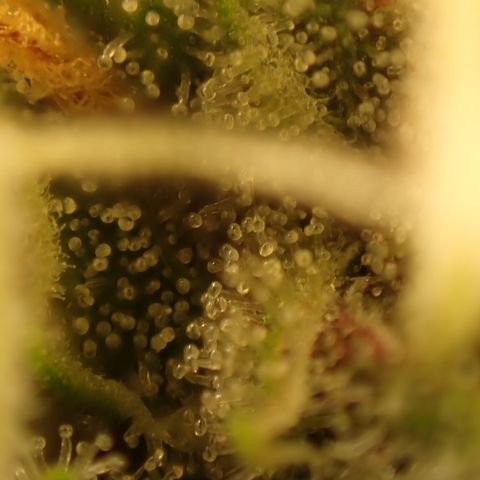 West Coast O.G. Auto growlog timeline photo