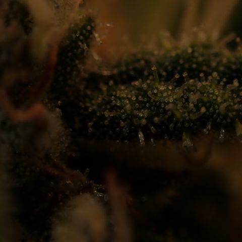 West Coast O.G. Auto growlog timeline photo