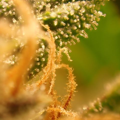 West Coast O.G. Auto growlog timeline photo