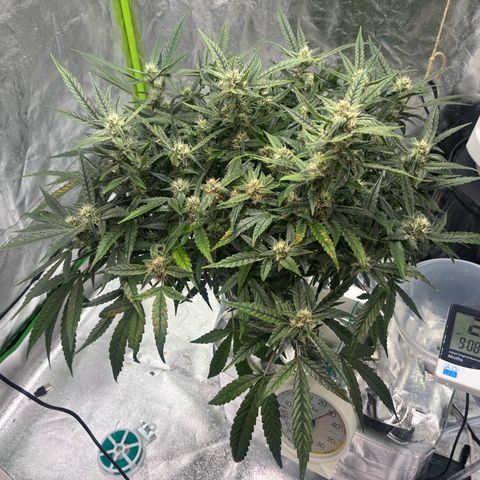 West Coast O.G. Auto growlog timeline photo