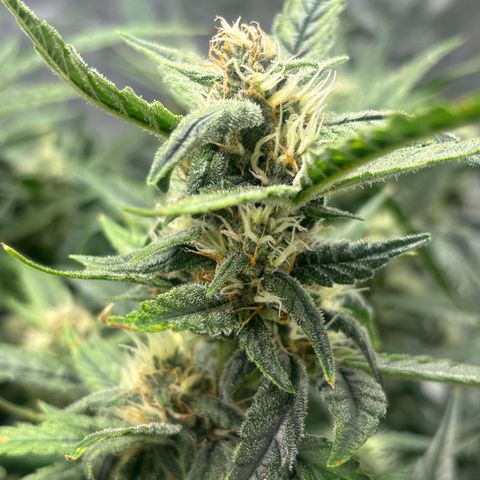 West Coast O.G. Auto growlog timeline photo