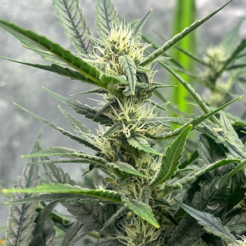 West Coast O.G. Auto growlog timeline photo