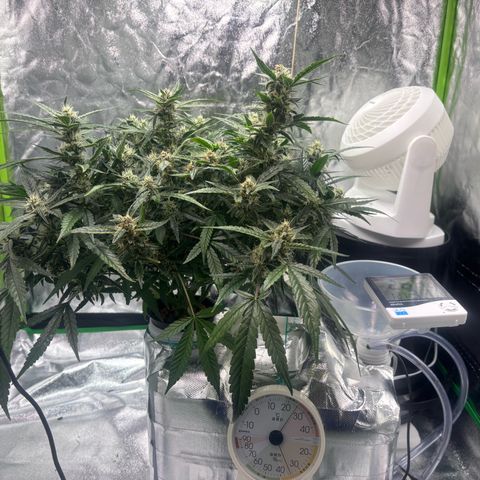 West Coast O.G. Auto growlog timeline photo
