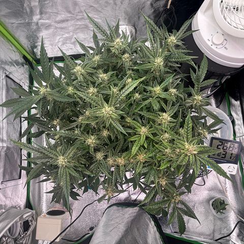 West Coast O.G. Auto growlog timeline photo
