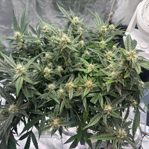 West Coast O.G. Auto growlog timeline photo