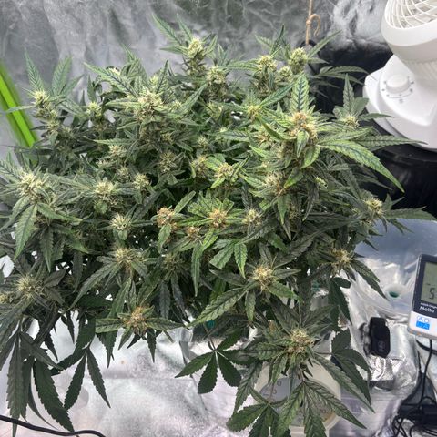 West Coast O.G. Auto growlog timeline photo