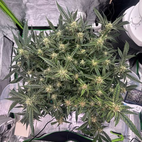 West Coast O.G. Auto growlog timeline photo