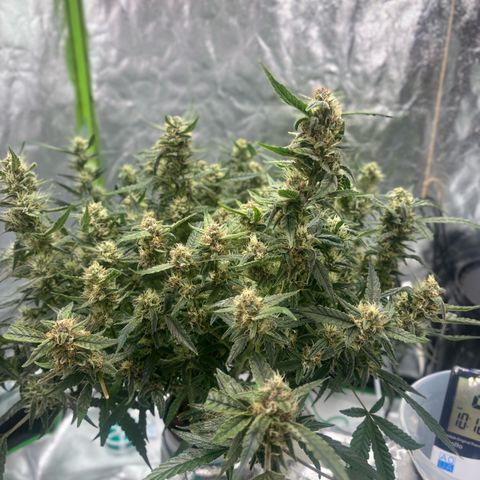 West Coast O.G. Auto growlog timeline photo