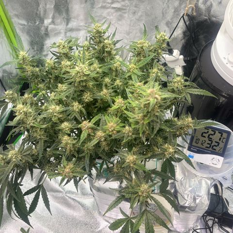 West Coast O.G. Auto growlog timeline photo