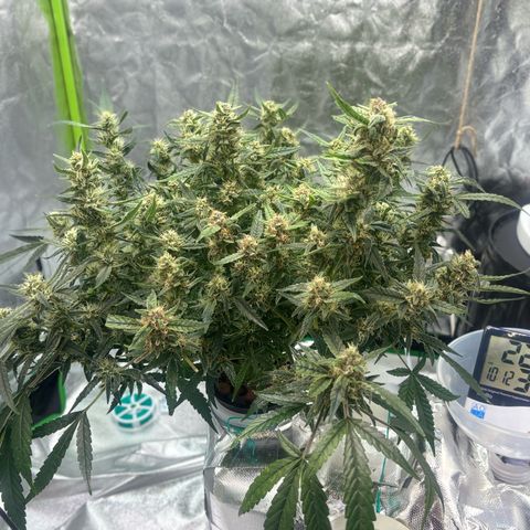 West Coast O.G. Auto growlog timeline photo
