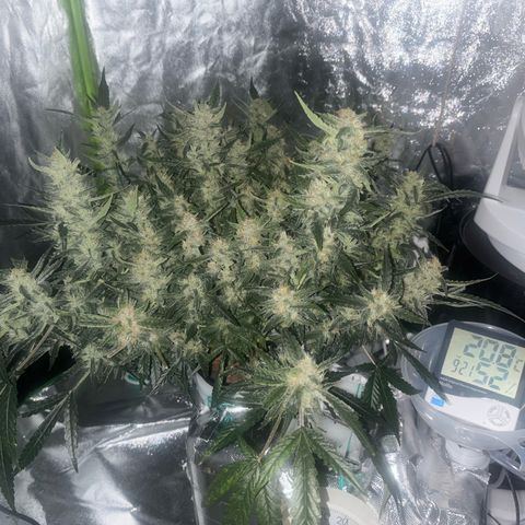 West Coast O.G. Auto growlog timeline photo