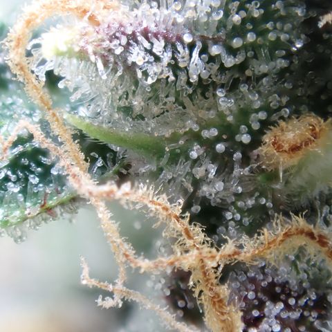 West Coast O.G. Auto growlog timeline photo
