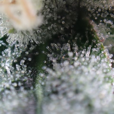 West Coast O.G. Auto growlog timeline photo