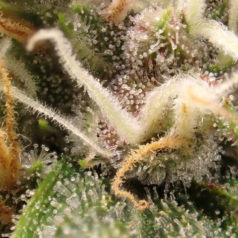 West Coast O.G. Auto growlog timeline photo