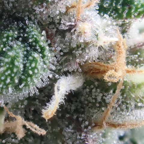 West Coast O.G. Auto growlog timeline photo