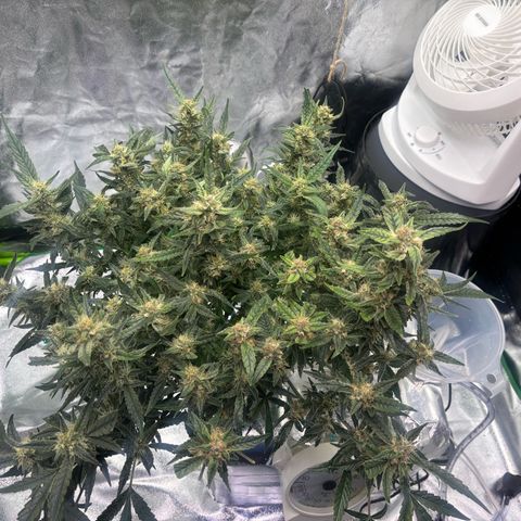 West Coast O.G. Auto growlog timeline photo