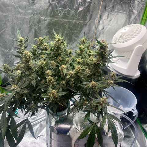 West Coast O.G. Auto growlog timeline photo