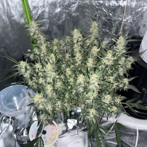 West Coast O.G. Auto growlog timeline photo