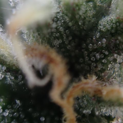 West Coast O.G. Auto growlog timeline photo
