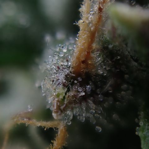 West Coast O.G. Auto growlog timeline photo