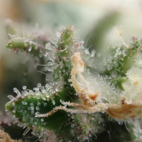 West Coast O.G. Auto growlog timeline photo