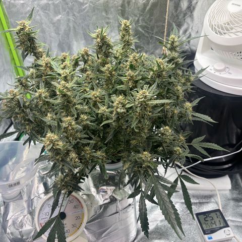 West Coast O.G. Auto growlog timeline photo