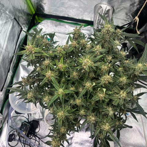 West Coast O.G. Auto growlog timeline photo