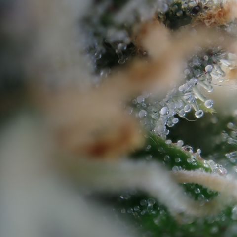West Coast O.G. Auto growlog timeline photo