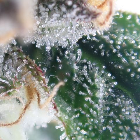 West Coast O.G. Auto growlog timeline photo