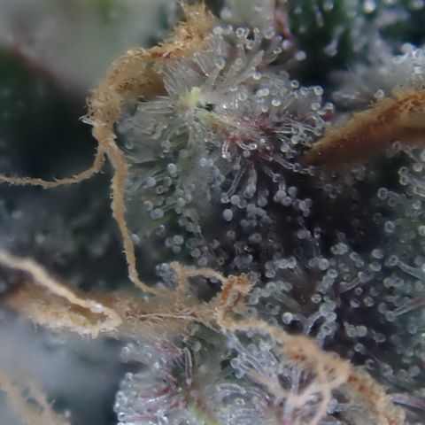 West Coast O.G. Auto growlog timeline photo