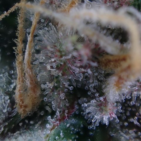 West Coast O.G. Auto growlog timeline photo