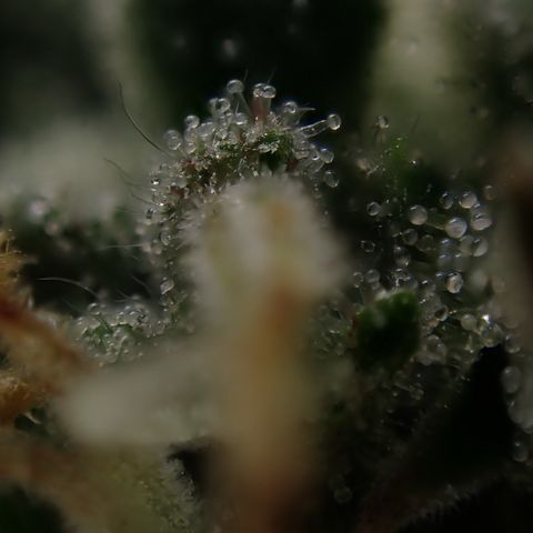 West Coast O.G. Auto growlog timeline photo