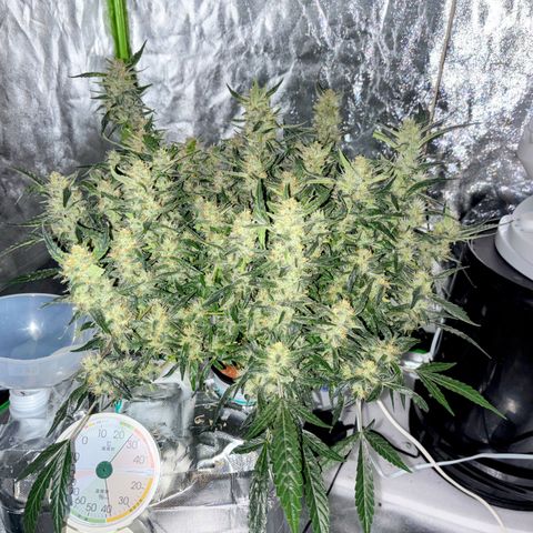 West Coast O.G. Auto growlog timeline photo
