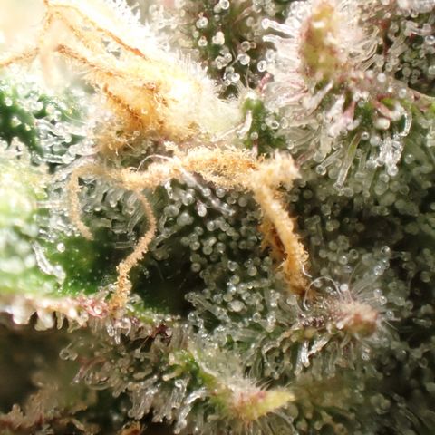 West Coast O.G. Auto growlog timeline photo
