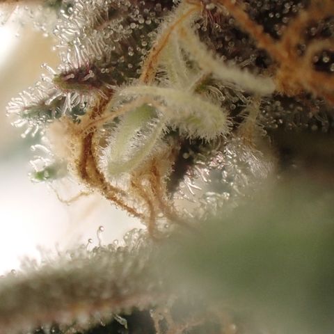 West Coast O.G. Auto growlog timeline photo