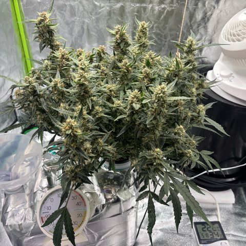 West Coast O.G. Auto growlog timeline photo