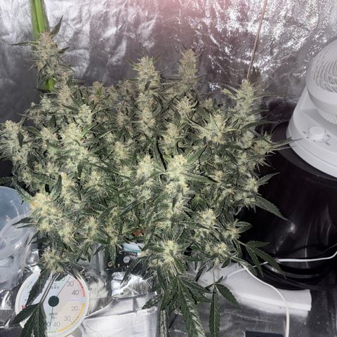 West Coast O.G. Auto growlog timeline photo