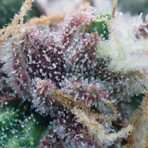 West Coast O.G. Auto growlog timeline photo